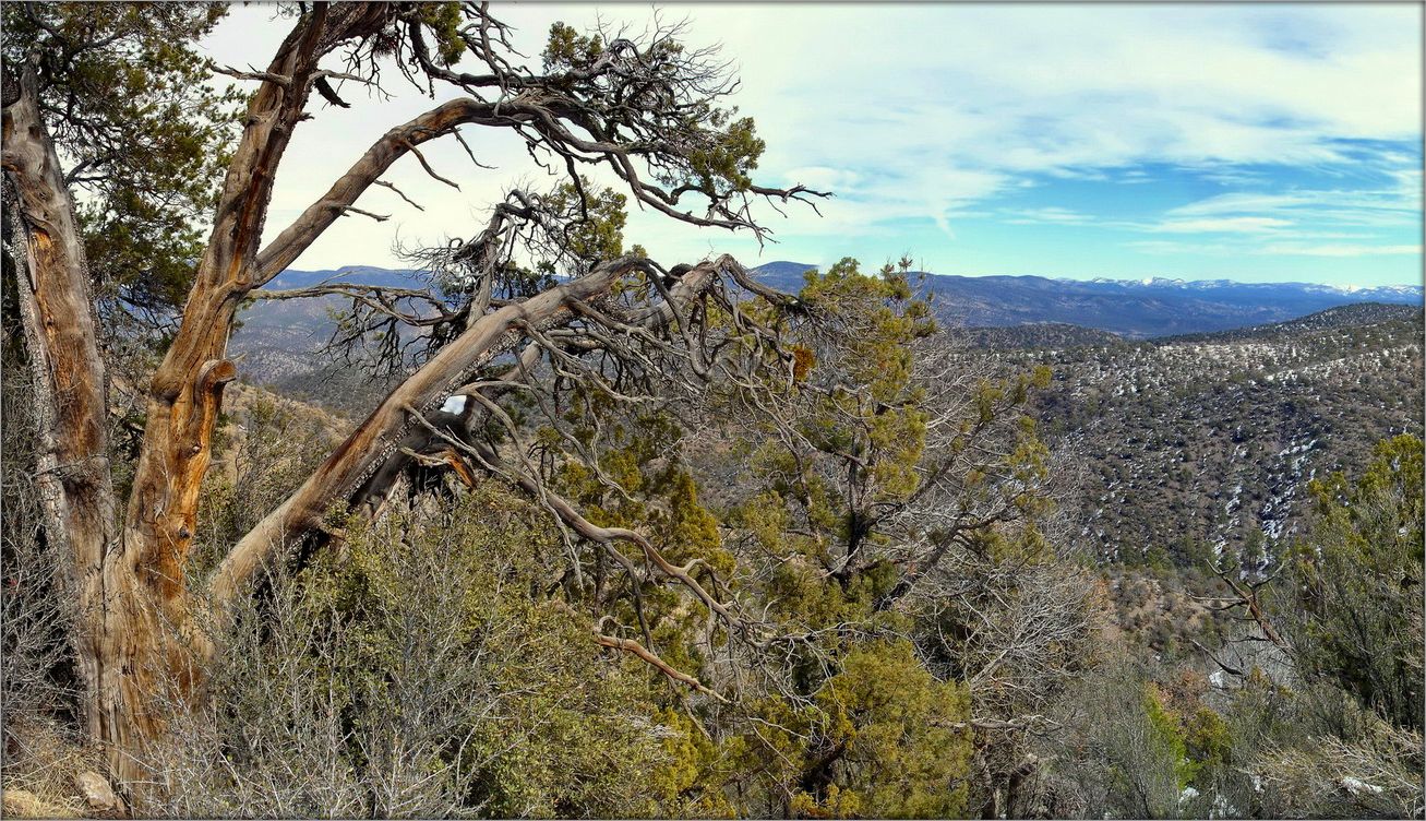 старый можжевельник