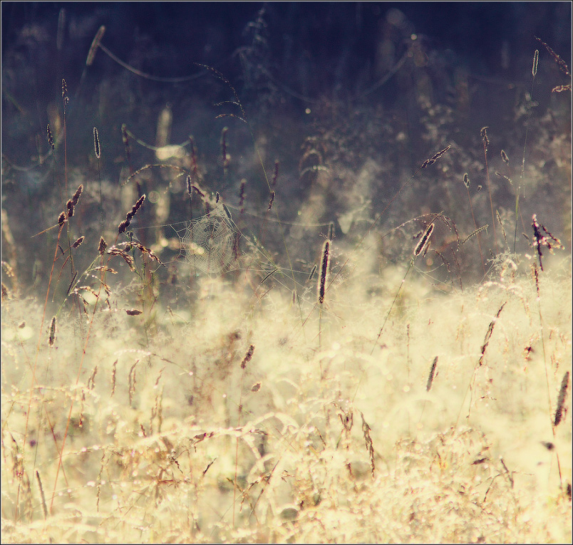 / Мне снилось лето… /