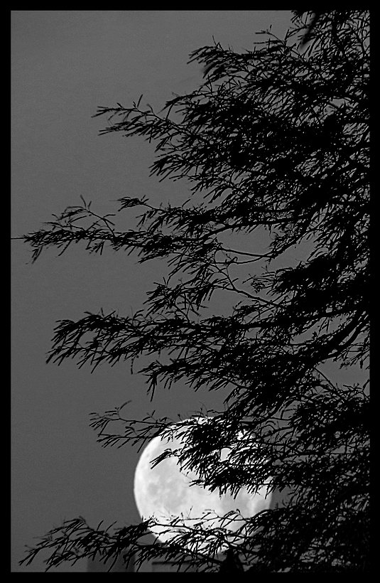 ЛУННОЕ УТРО