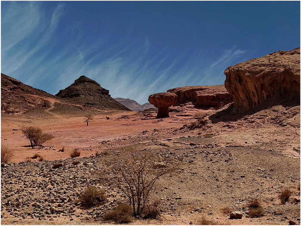 Грибок в пустыне..