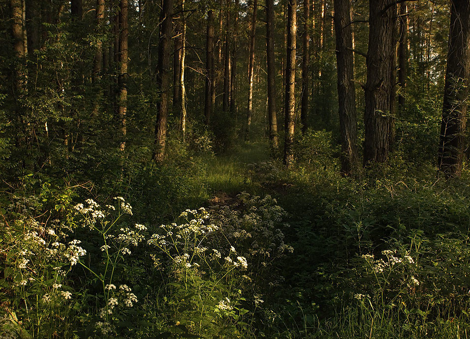 Заброшенная дорога