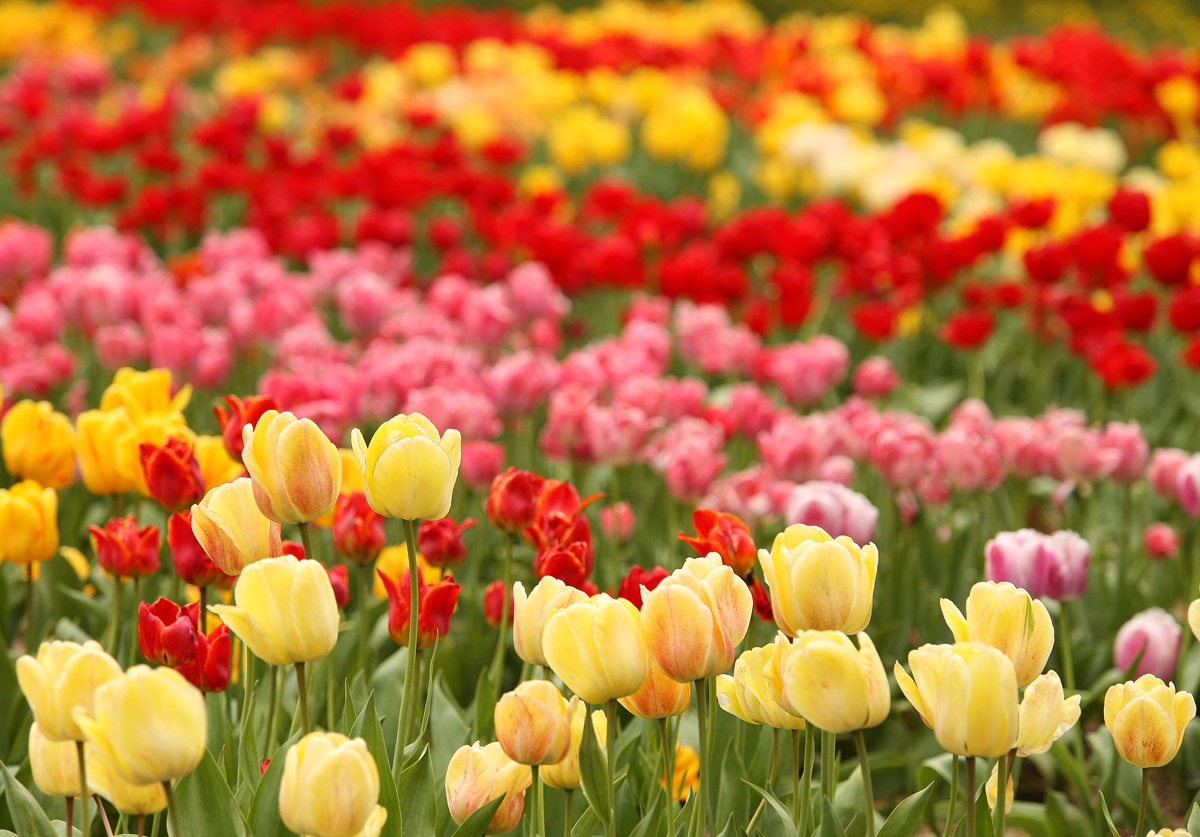 Цвет весны  2