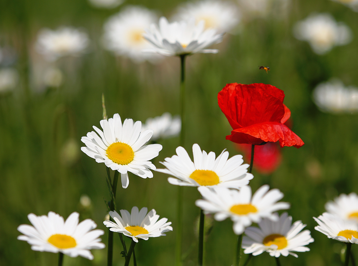 Букетик к  празднику