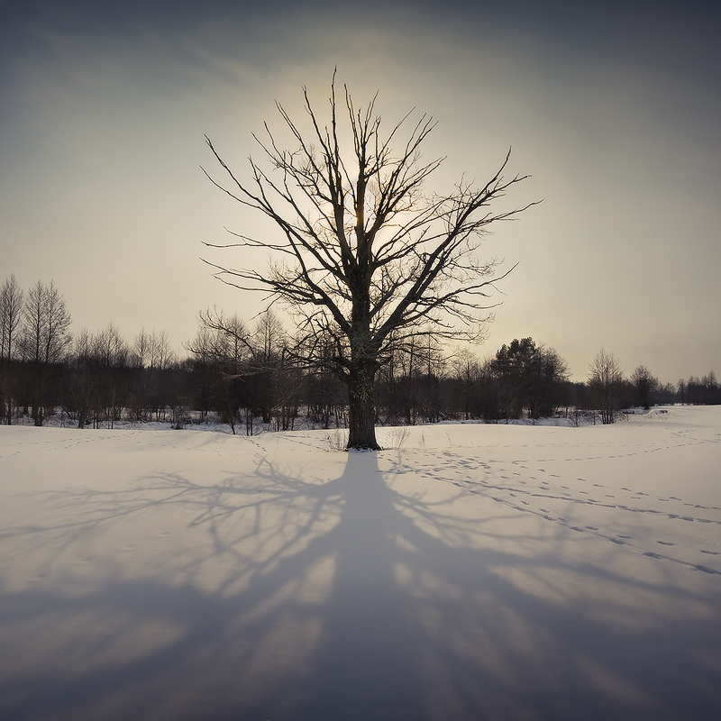 |   Сквозь ветви   |