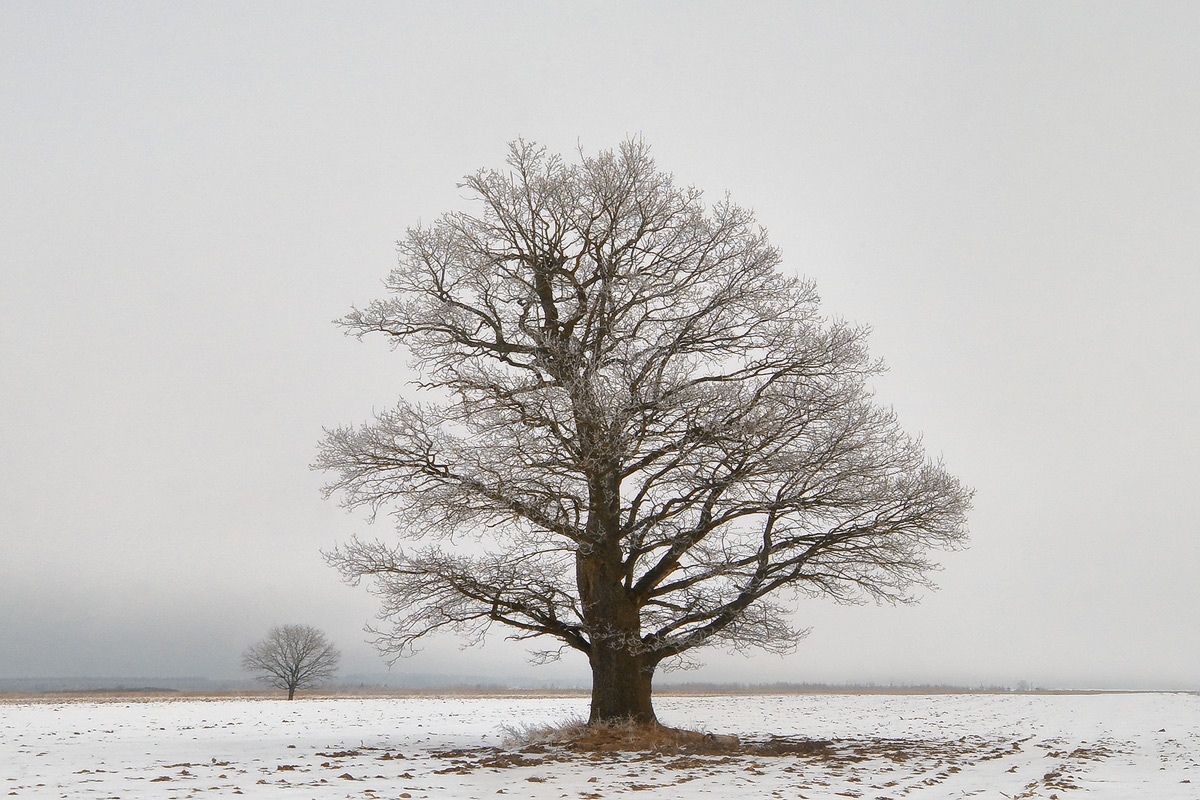 |   Белая крона   |