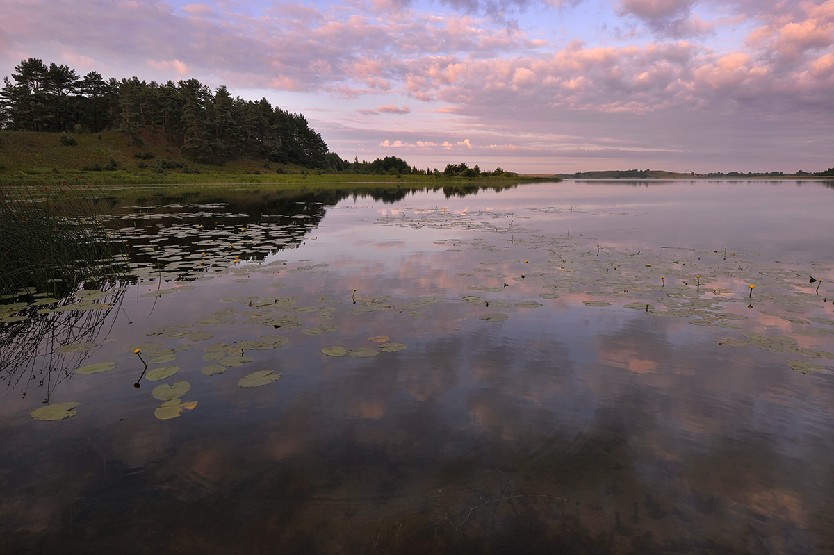 Утренние цветы