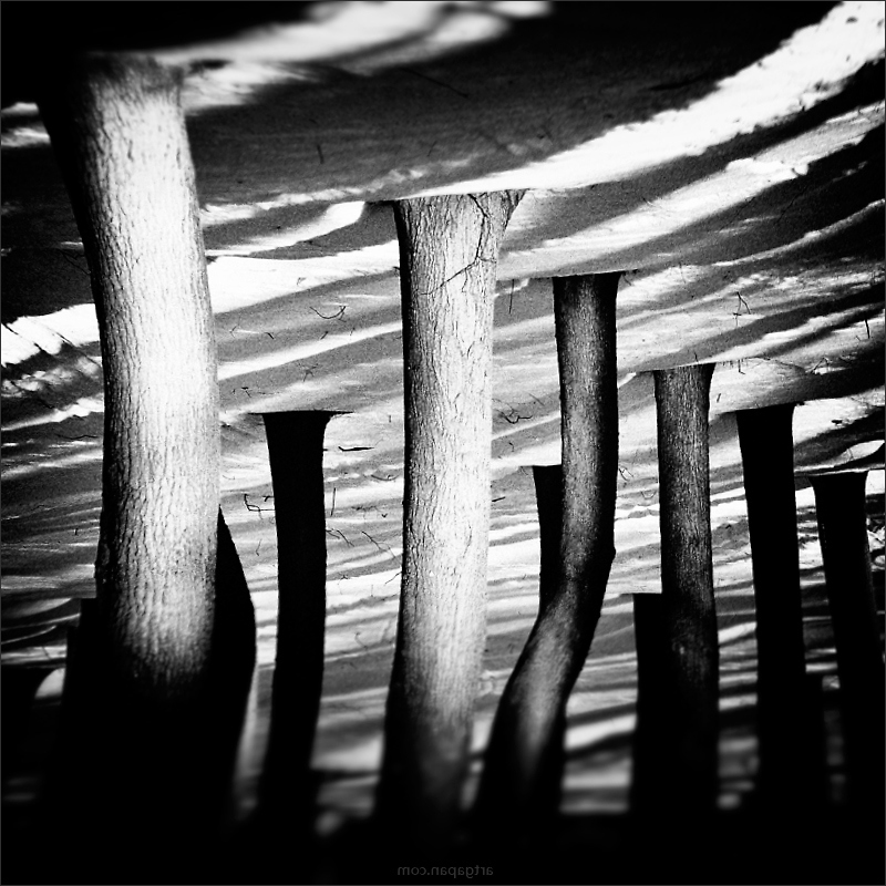 [ M u s h r o o m s ]