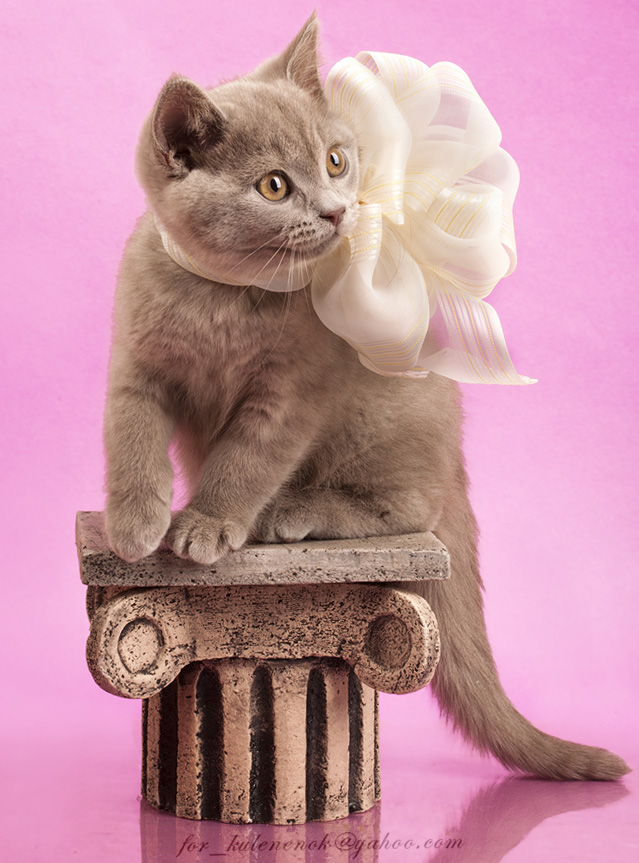 Мой кот. Лиловый британец.