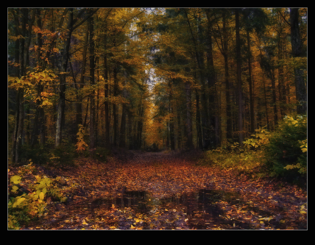 / Сказки Венского леса /