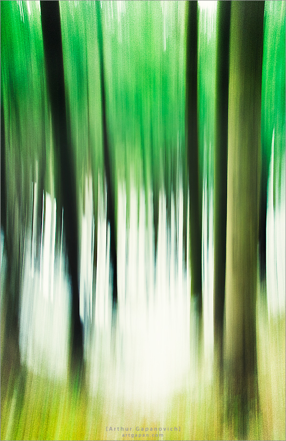 ‎[ Amazing Forest ]