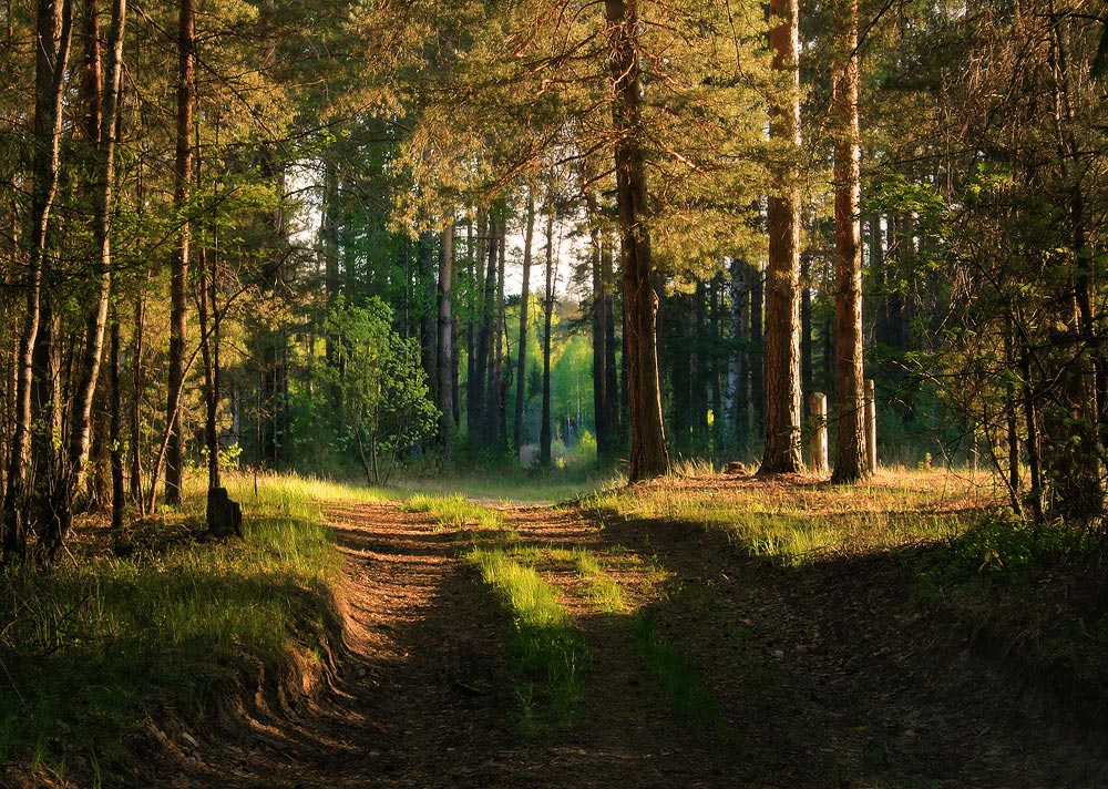 В лучах заходящего солнца