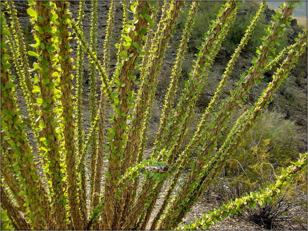 весна в пустыне