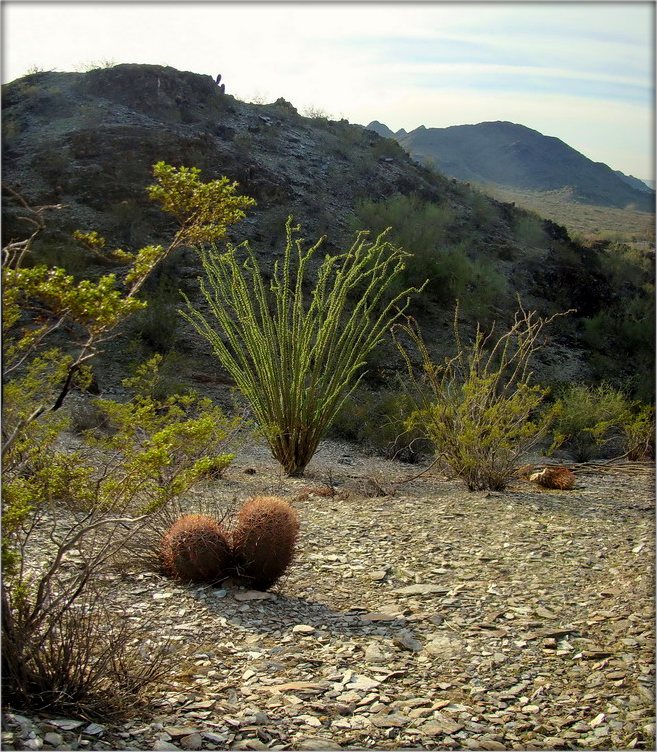 весна в пустыне ..2