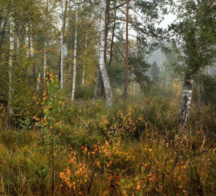 Краски осени