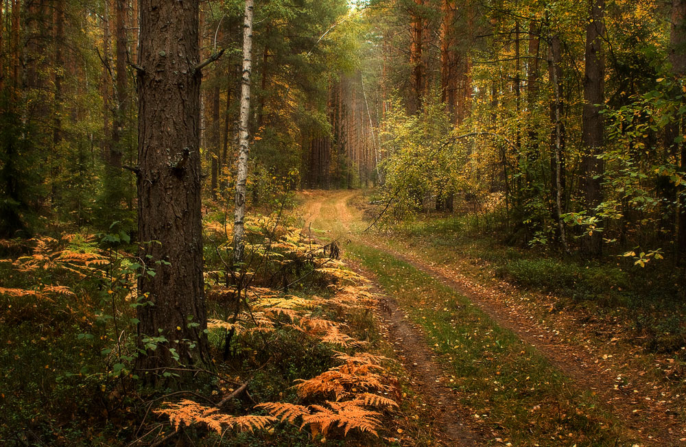 Осеннею дорогой