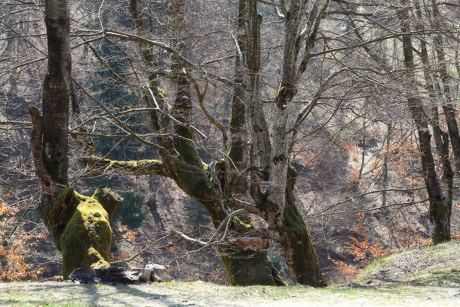 Весна в Закарпатье