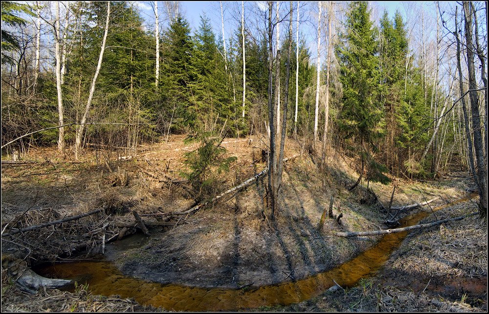 Про весенний лес...