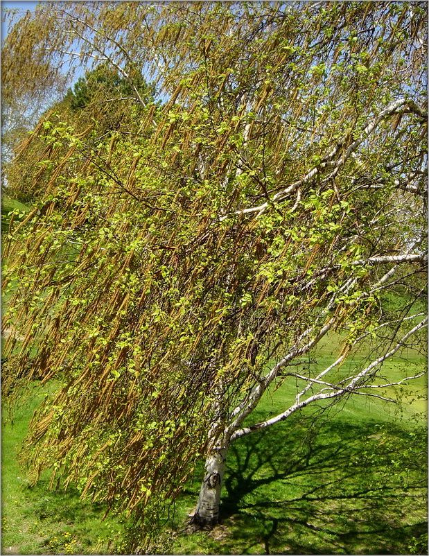 майские потоки