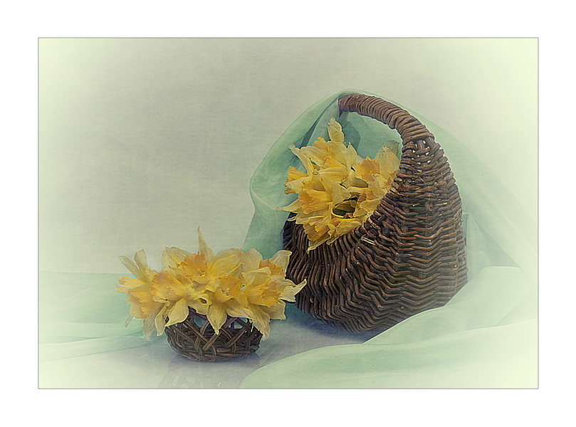 с нарциссами...