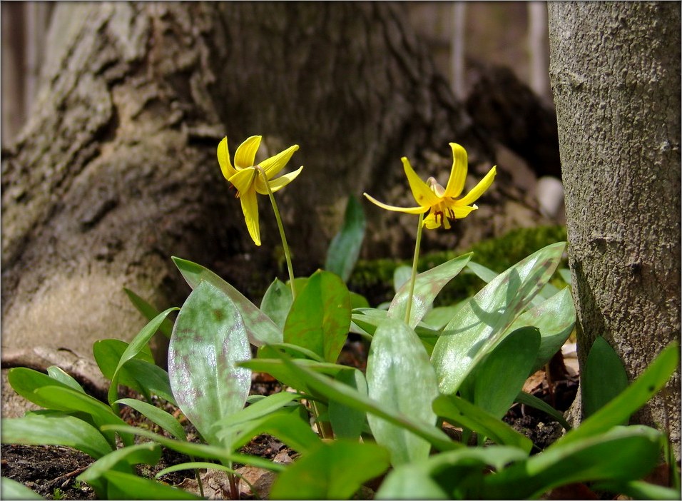 форельки ..2