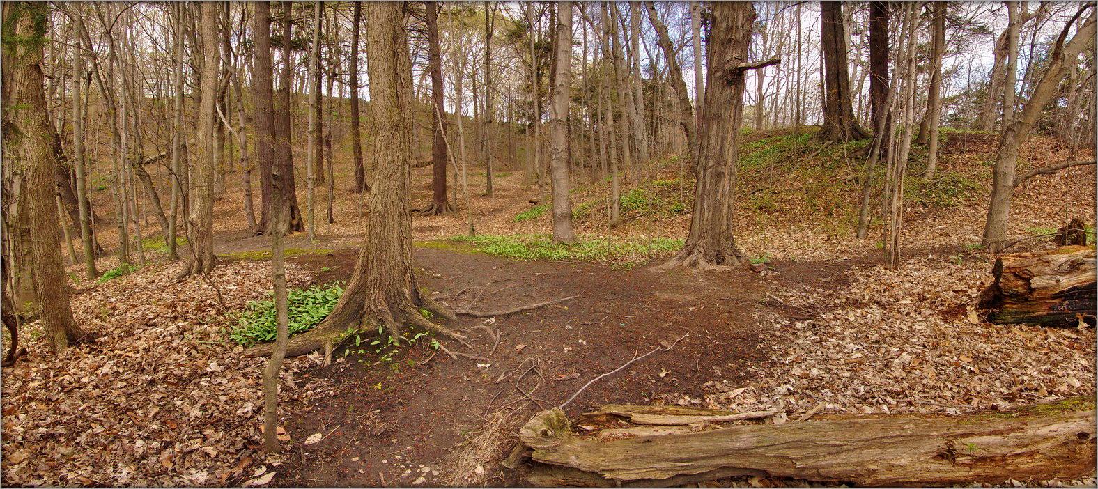 пора первоцветов