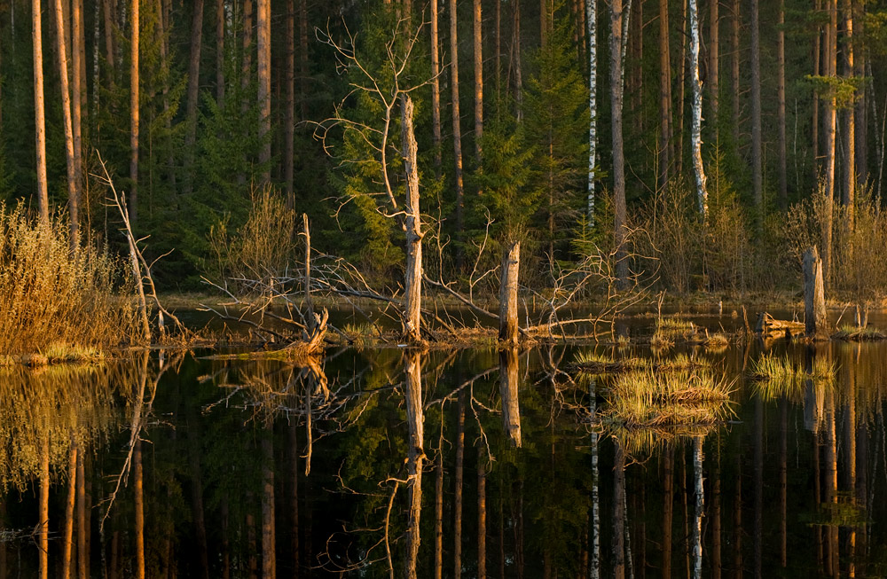 Графика разлива