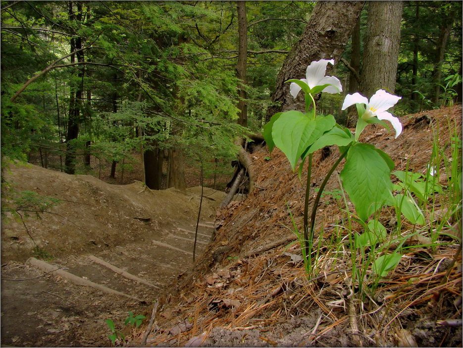 принцесса онтарийского леса ..3