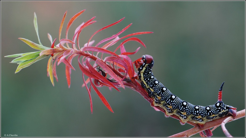 Задача - съесть пальму )