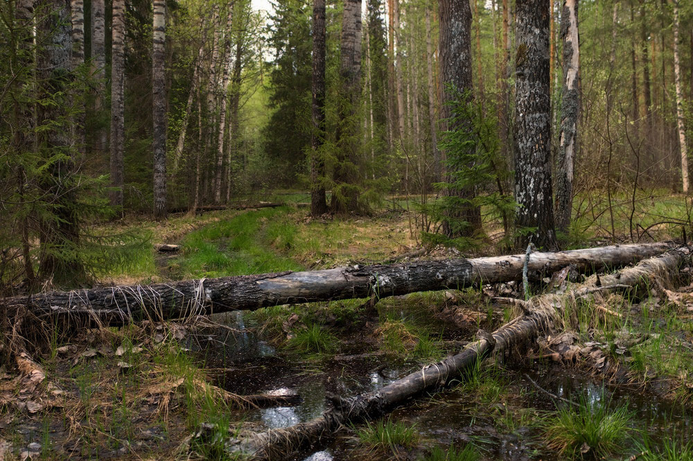 Забытая дорога