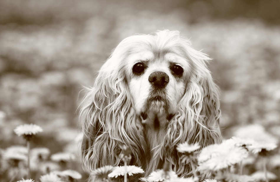 добрая пифи