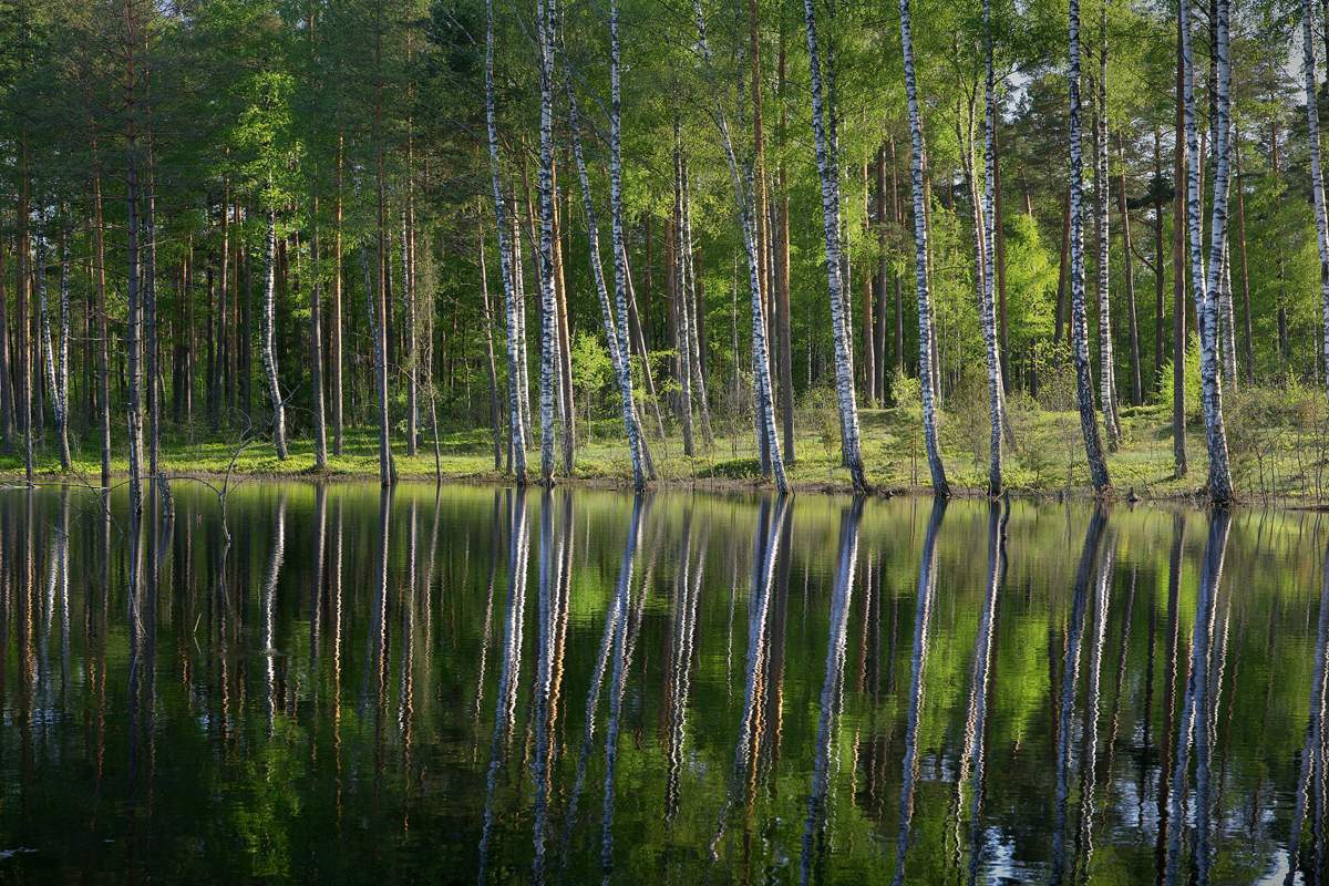 Я в весеннем лесу пил березовый сок....