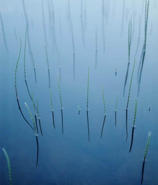 построились