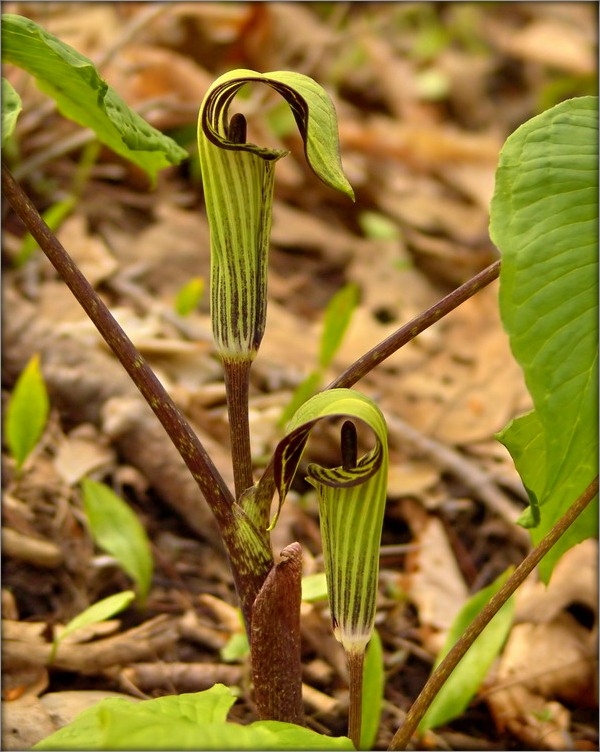 майские кокетки