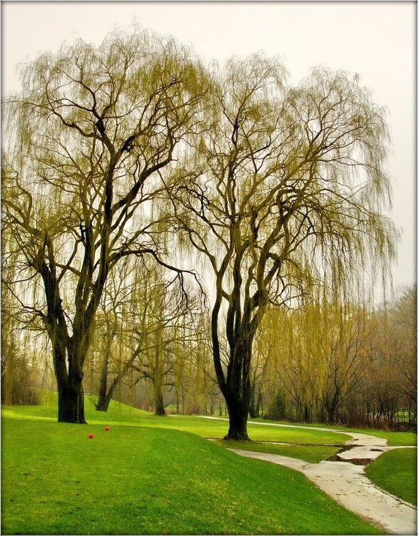 травеньскія дажджы