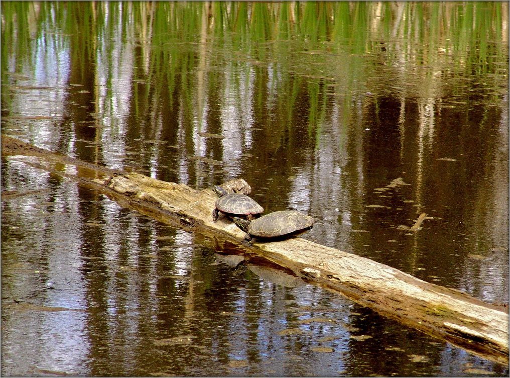 долгая дорога по зазеркалью