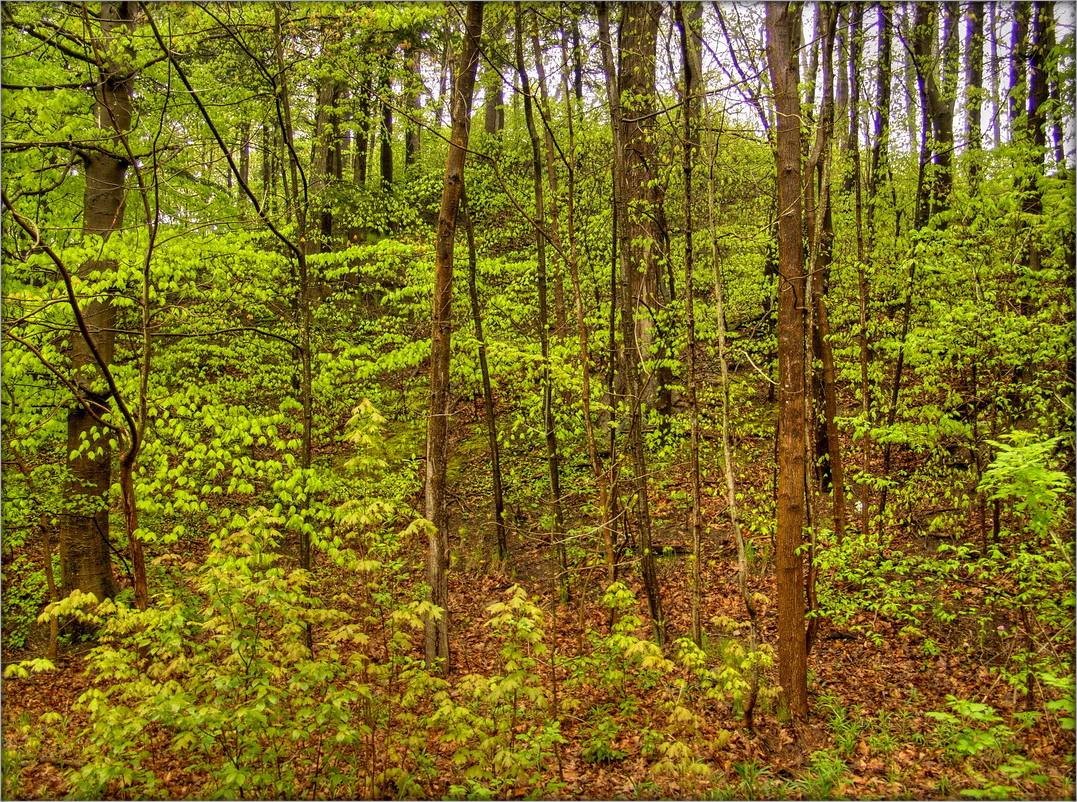 майские пляски