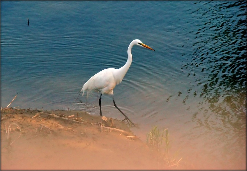 если вам приснилась цапля...