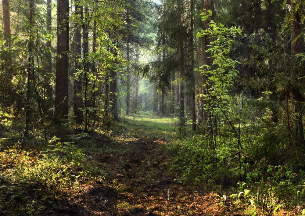 Скоро расцветут ландыши...