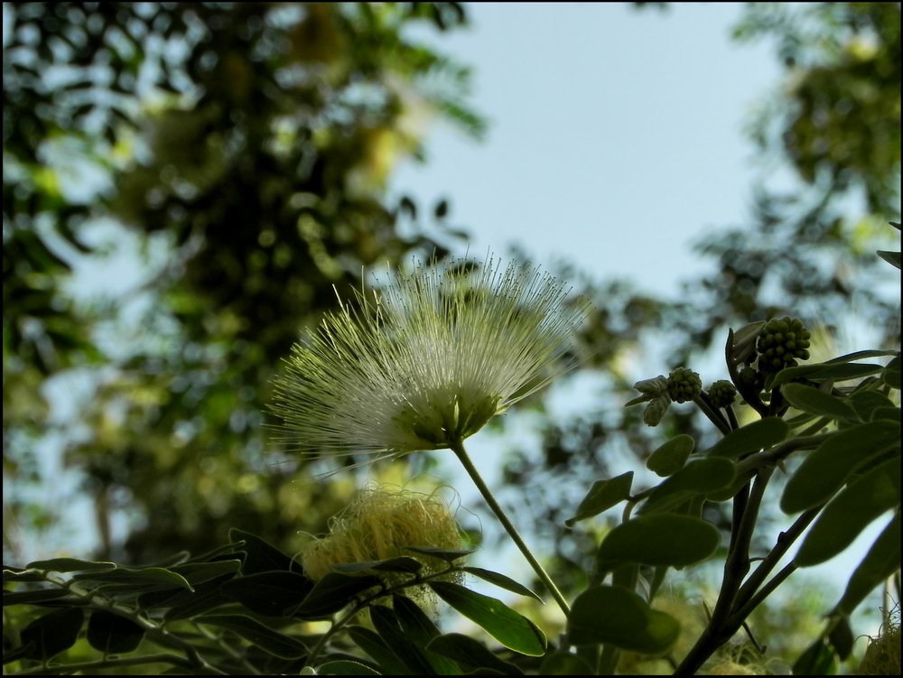 Это только цветочки...