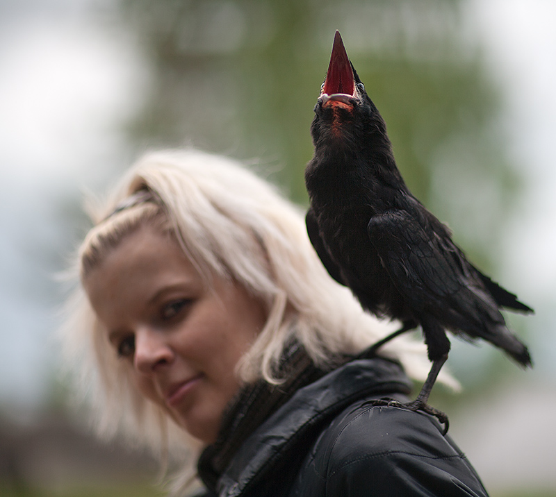 Тимур Кострома. Грачи прилетели