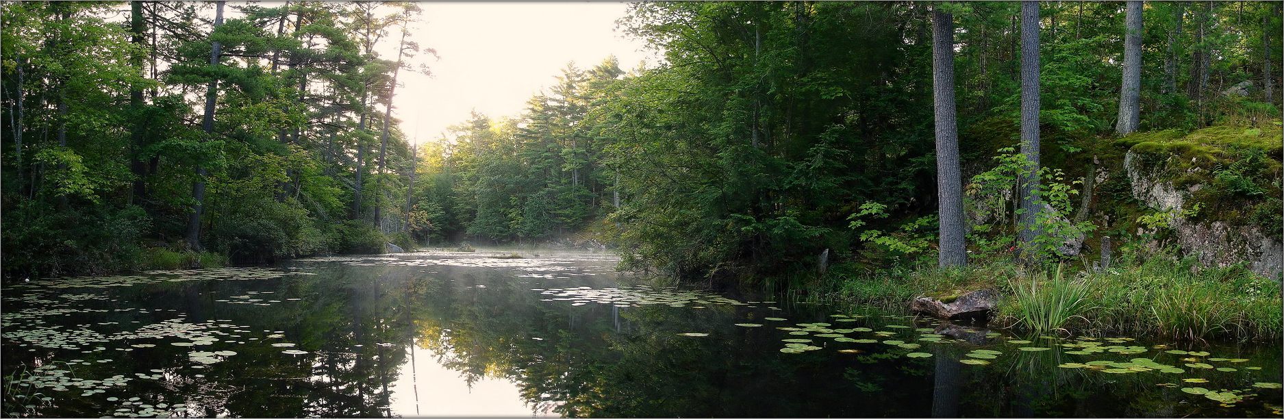 утро в лесу
