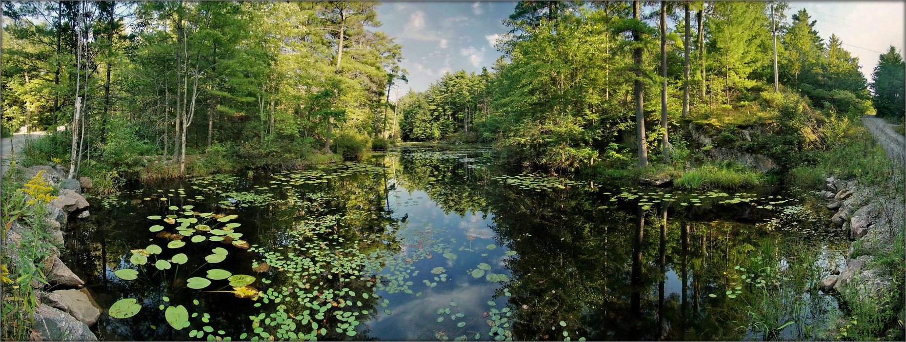 вечер в лесу