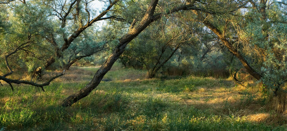 Танцуя в утренних лучах