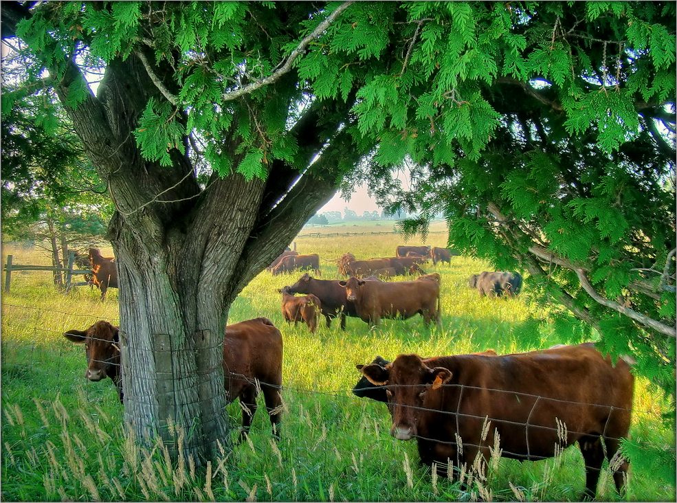 фермерские рассветы ..3