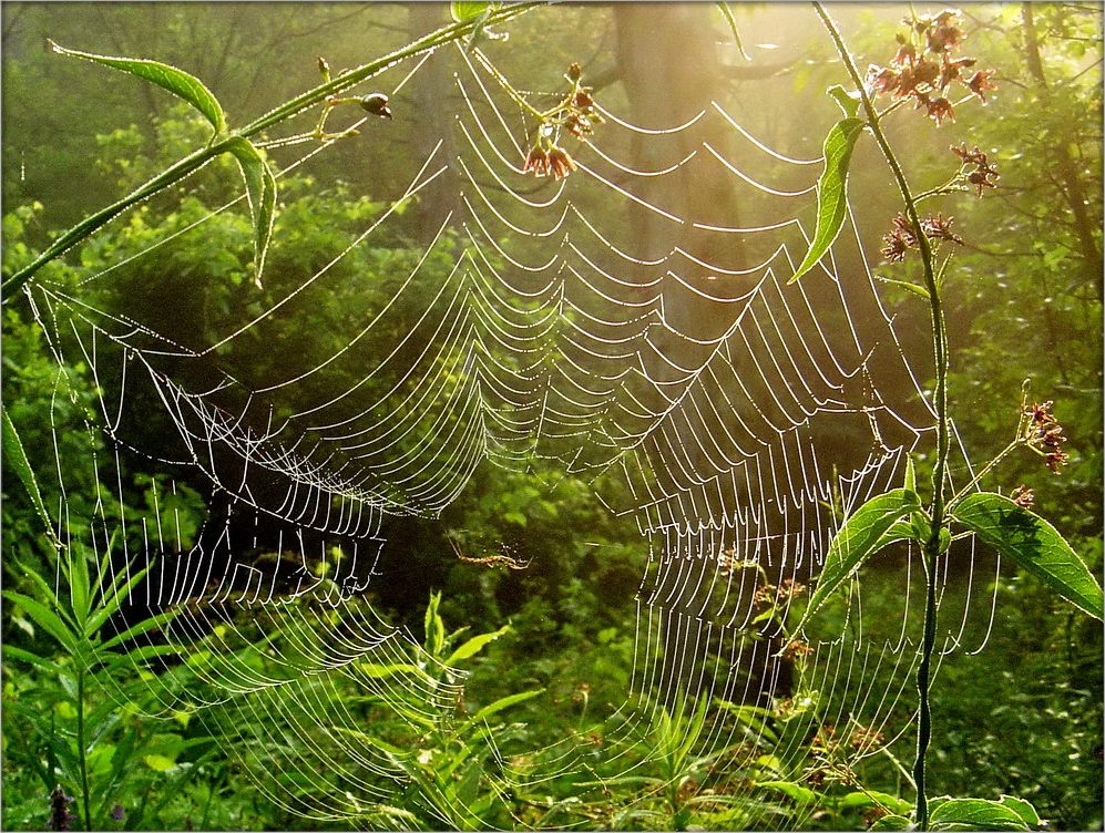 с точки зрения паука