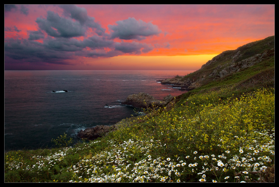 Пейзаж с ромашкaми 3