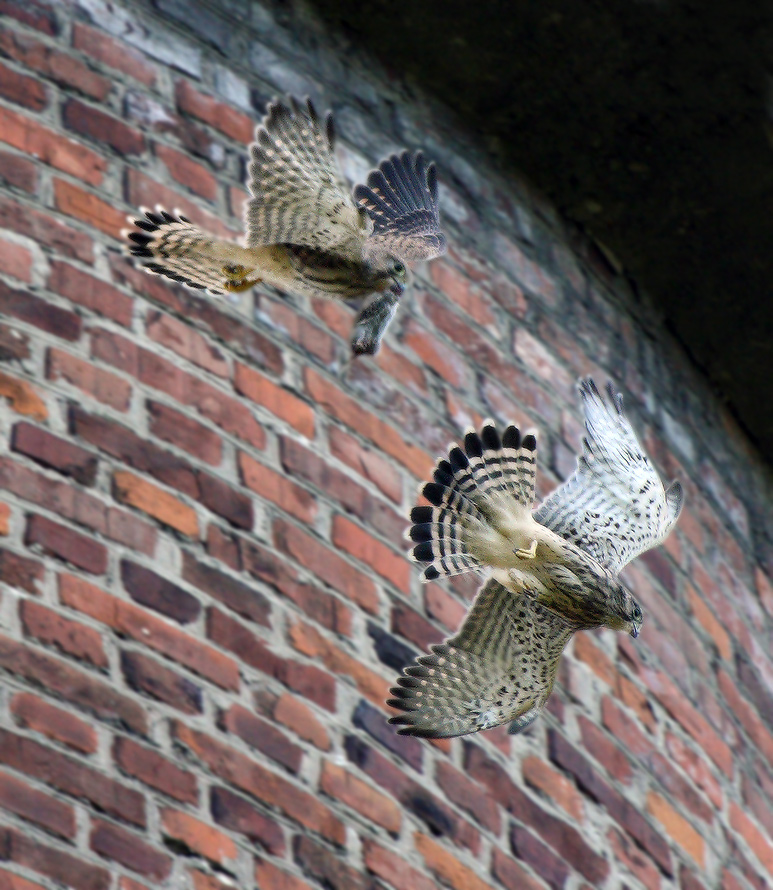 соколья трапеза