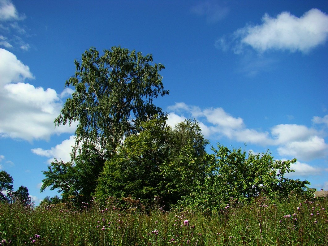 Лето 2008 года