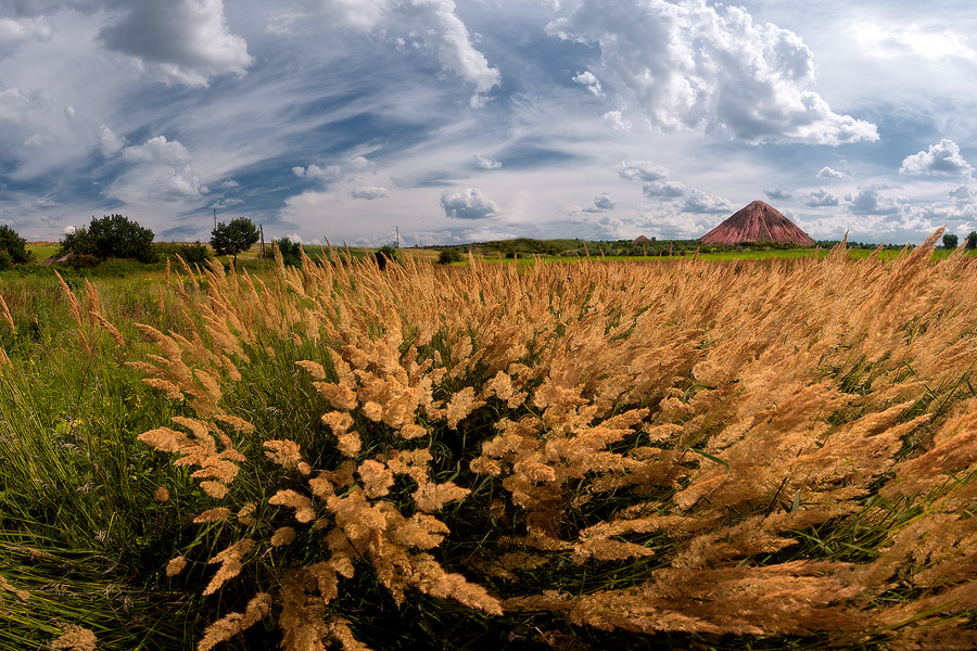 Там, где травы по пояс