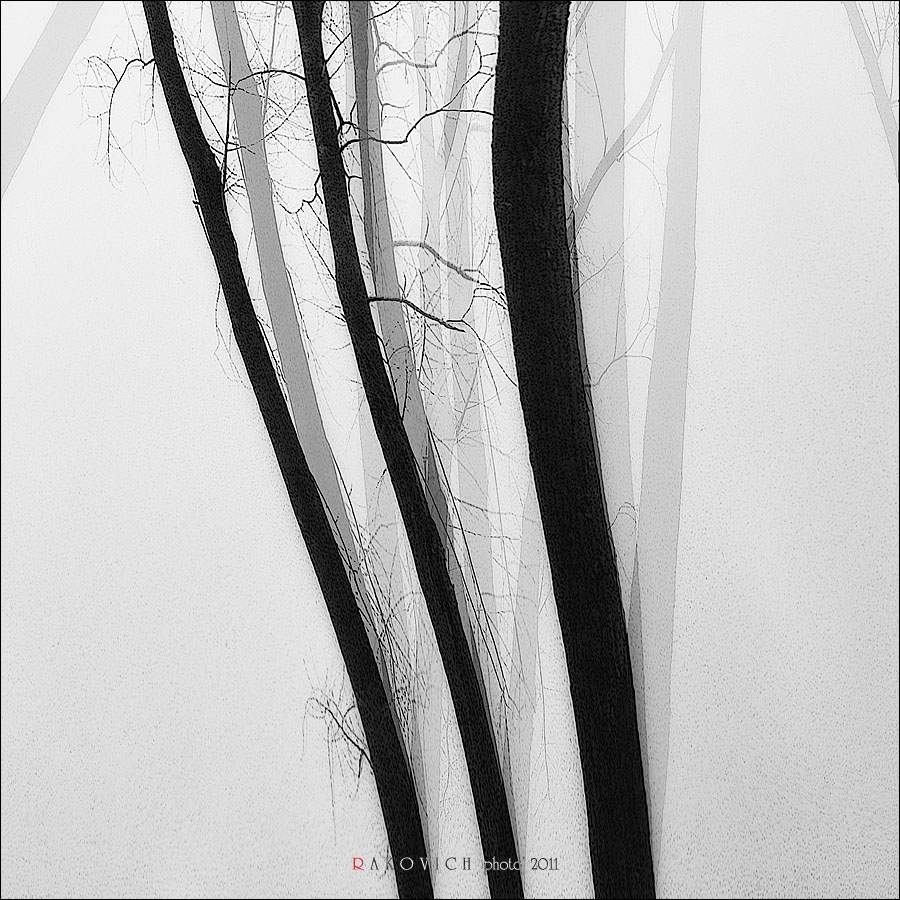 Деревья Корней...